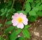 Hips flower. Alorozovogo color, with a yellow center, pronounced pestles and stamens, on a green plant branch, with green leaves.