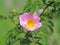 Hips Rose Flower in the sun. A blue flower in droplets of dew on a blurred green background. Plants of the meadows of the region w