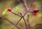 Hips of wild rose on branch