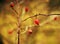 Hips of wild rose in late autumn