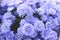 Hipster chrysanthemum purple