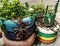 Hipster colorful tire flower pot with green leaf plants and cactus, Close up