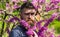 Hipster enjoys spring near violet blossom. Perfumery concept. Bearded man with fresh haircut posing with bloom of judas