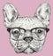 Hipster Geek French Bulldog vector illustration