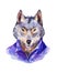 Hipster illustration, wolf in purple shirt , portrait of wild an