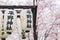 Hirano Shrine cherry blossom festival lanterns in Kyoto, Japan