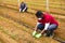 Hire workers in protective medical masks control the growth of seedlings