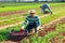 Hired employee harvesting red canonigos in garden