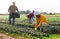 Hired employee harvesting red spinach in garden