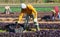 Hired employee harvesting red spinach in garden