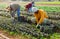 Hired employee harvesting red spinach in garden