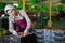 Hired farm worker checks and sorts peaches in warehouse