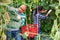 Hired latino worker picks crop of cucumbers in greenhouse