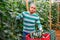 Hired latino worker picks crop of cucumbers in greenhouse