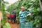 Hired latino worker in protective mask picks crop of cucumbers in greenhouse