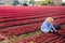 Hired worker asian woman, harvesting fresh red lettuce using knife on field