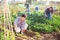 Hired worker caring for lettuce sprouts on farm field