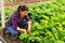 Hired worker controlling quality of plants in glasshouse farm