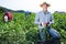 Hired worker harvesting ripe eggplant in farmer field