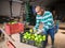 Hired worker man sorts green tomatoes in the backyard