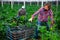 Hired worker in protective mask harvests zucchini in greenhouse