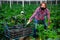 Hired worker in protective mask harvests zucchini in greenhouse