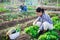 Hired worker weeds cabbage garden on field