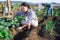 Hired worker weeds cabbage garden on field