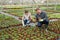 Hired workers engaged in cultivation of plants of petunia in greenhouse