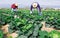 Hired workers harvest cabbage on plantation