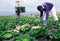 Hired workers harvest cabbage on plantation