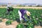 Hired workers harvest cabbage on plantation