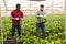 Hired workers harvest mangold in a greenhouse