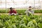 Hired workers harvest mangold in a greenhouse