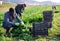 Hired workers harvest spinach on a plantation