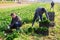 Hired workers harvest spinach on a plantation