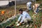 Hired workers tending potted strawberry sprouts in greenhouse