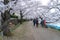 Hirosaki park cherry blossoms matsuri festival in springtime season