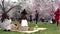 Hirosaki park cherry blossoms matsuri festival in springtime season beautiful morning day