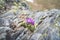 Hirsute primrose among boulders with mountain lichen