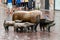 Hirt mit Schweinen or Shepherd with pigs sculpture in centre of Bremen