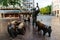 Hirt mit Schweinen or Shepherd with pigs sculpture in centre of Bremen