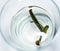 Hirudotherapy. medical leeches in a glass in water