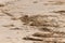 His piping plover bird was seen here on the beach. This little bird is searching through the reeds for food.