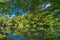 Hisagoike pond at Kenrokuen Garden. Kanazawa City, Japan