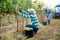 Hispanic farm worker harvesting ripe grapes at vineyard