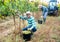 Hispanic farm worker harvesting ripe grapes at vineyard