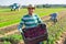 Hispanic farmer with box of harvested red spinach on plantation