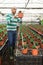 Hispanic farmer inspects ornamental shrubs in pots.