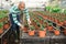 Hispanic farmer inspects ornamental shrubs in pots.